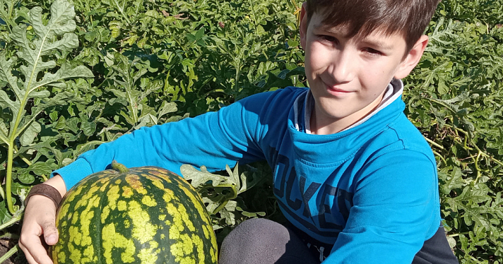 Ярославский школьник самостоятельно вырастил на открытой грядке большой урожай арбузов, привив их на тыквы