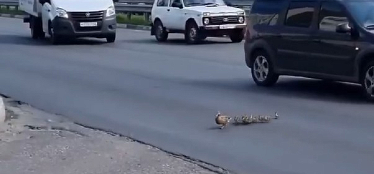 В Ярославле водители остановились на оживленном проспекте, чтобы пропустить утиное семейство