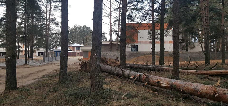 В Ярославле разметили для вырубки сосны в Красном бору — Татьяна Шамина