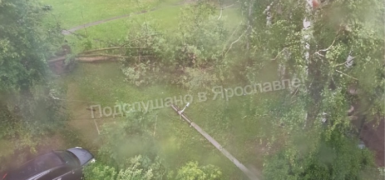В Ярославле упавшие из-за сильного ветра деревья парализовали движение электротранспорта_242577