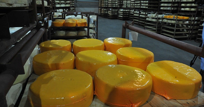 В Ярославской области вырос объем производства сыра — региональное правительство_158469