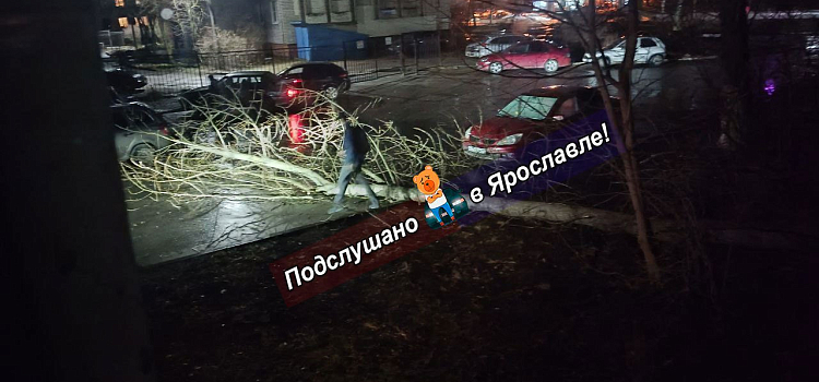 В Ярославле сильный ветер повалил дерево на машины и повредил памятник_293784