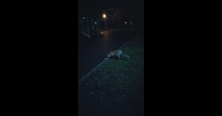 Видео дня. По ярославскому парку гуляет лисица
