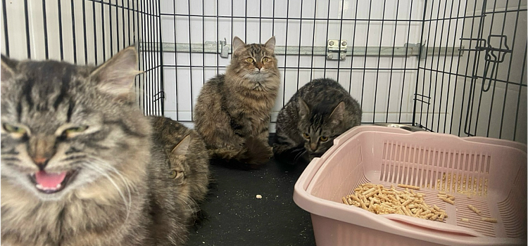 Надежда есть всегда: как ярославские волонтёры спасают животных_311248