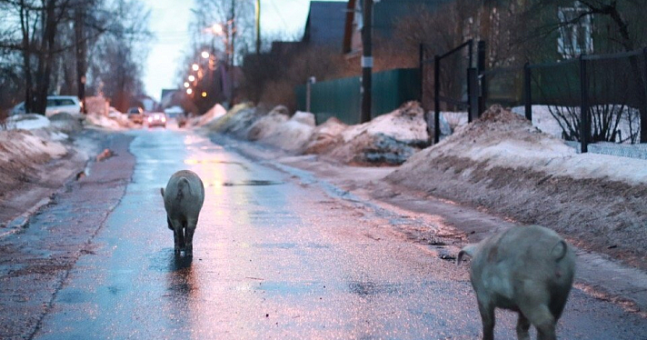 Фото дня. Две свиньи гуляли по частному сектору в Заволжском районе_156607