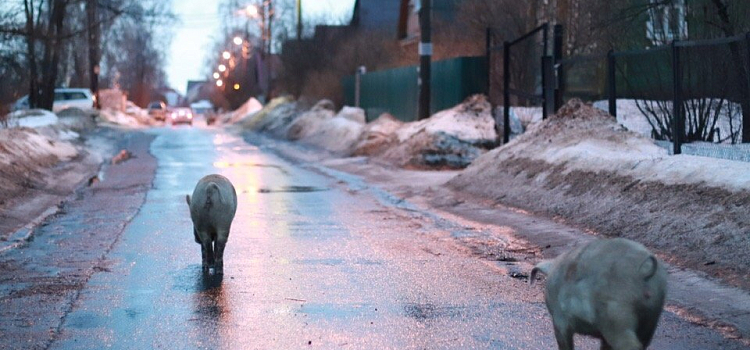 Фото дня. Две свиньи гуляли по частному сектору в Заволжском районе_156607