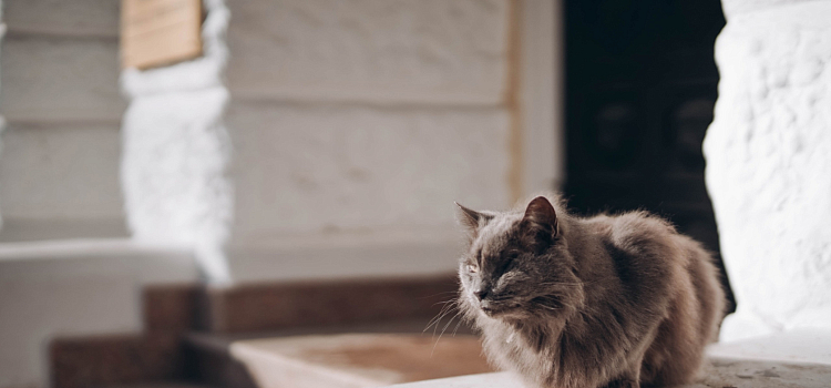 Провожал грустным взглядом: в ярославском вузе приютили котика, оставшегося без дома после смерти хозяйки_267710