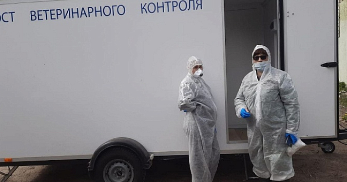 В Ярославской области ввели карантин по лейкозу коров