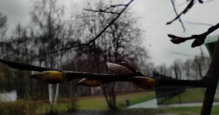 «Пришла весна»: в Ярославле на деревьях набухли почки