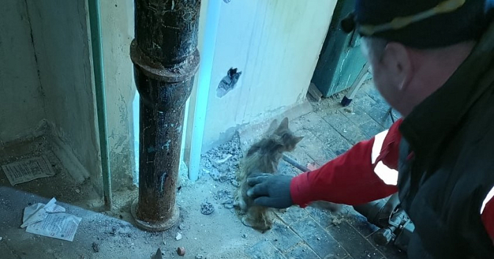 Жалобное «мяу» из стены: в Ярославле спасли котёнка