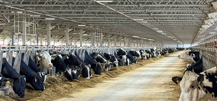 Тутаевского фермера оштрафовали за отсутствие забора