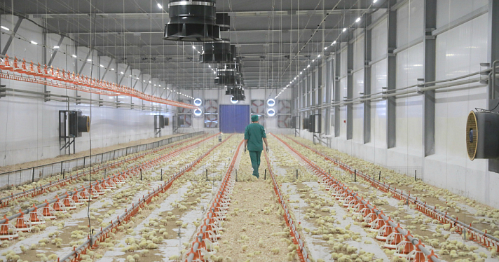 На ярославской птицефабрике открыли четыре новых птичника