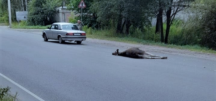 В Заволжском районе Ярославля сбили молодого лося_217516