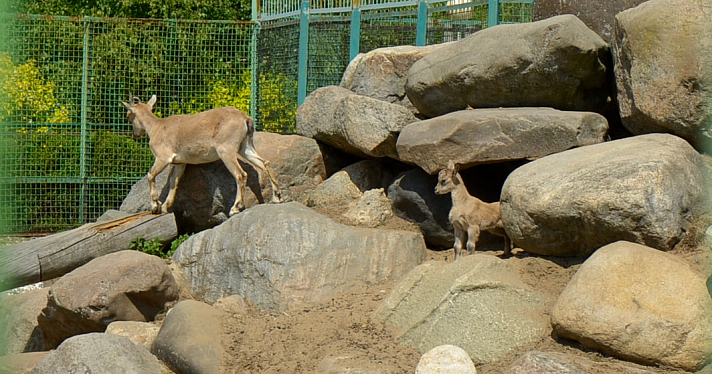 Лама и альпака: в Ярославском зоопарке пополнение среди копытных животных_243304