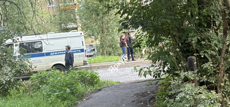 Аварийных деревьев здесь 38: в Ярославле во дворе жилого дома погиб молодой человек