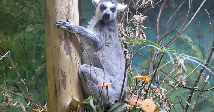Съедобные букеты и море обаяния: как лемур Ляля и ламы встречали весну в Ярославском зоопарке