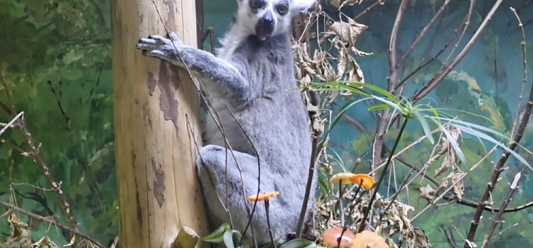 Съедобные букеты и море обаяния: как лемур Ляля и ламы встречали весну в Ярославском зоопарке