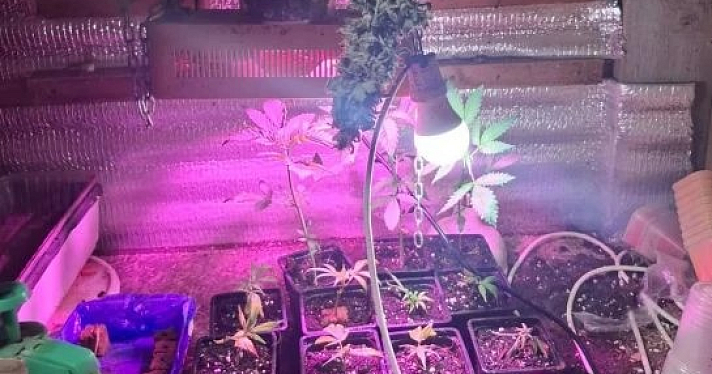Больше 160 граммов конопли нашли полицейские у жителя Ярославской области