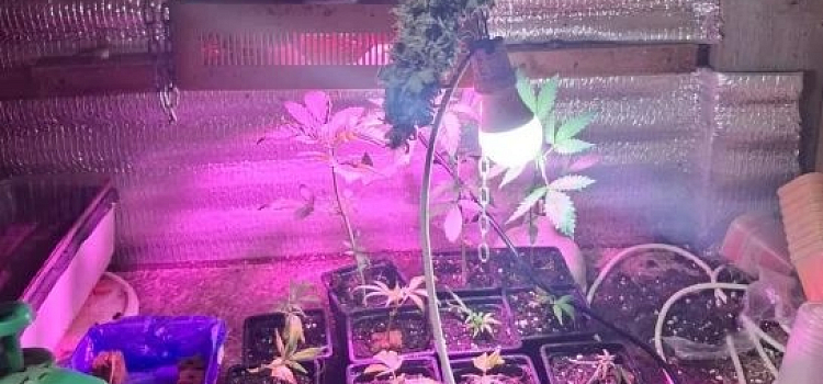 Больше 160 граммов конопли нашли полицейские у жителя Ярославской области