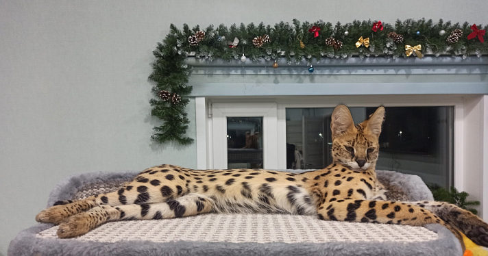 Ярославцы ищут пропавшего сервала Симбу