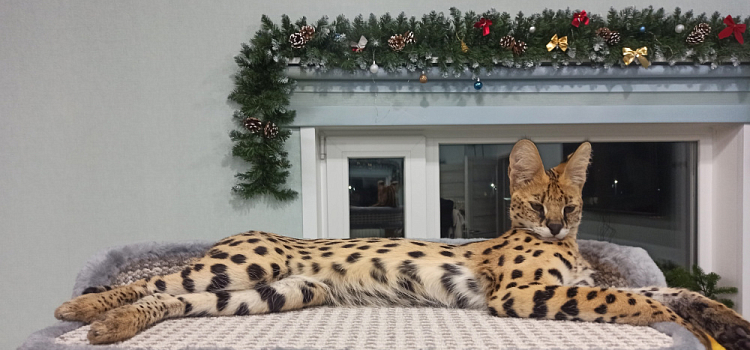 Ярославцы ищут пропавшего сервала Симбу