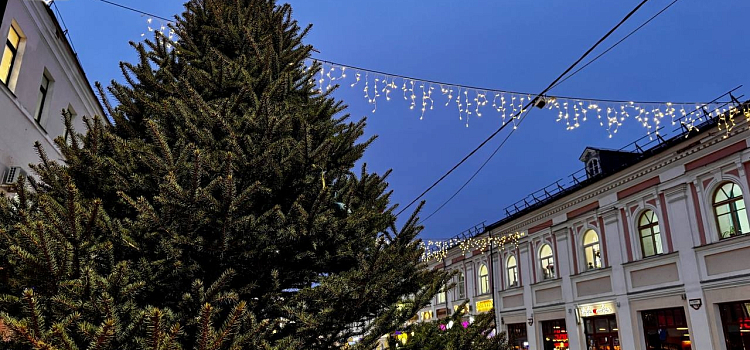 Улицу Кирова в Ярославле украсили живыми ёлками_308321