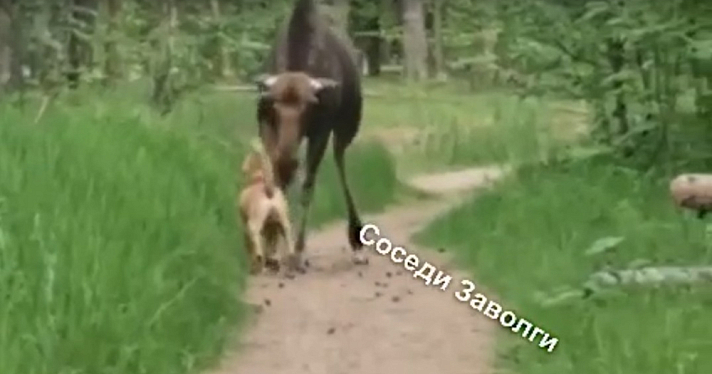 В Ярославле гуляющий по парку лось избил бойцовского пса
