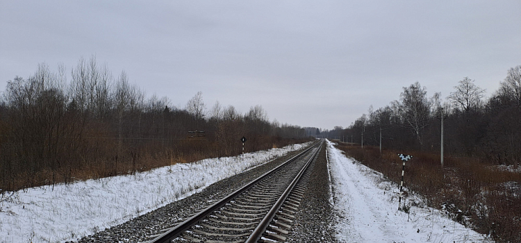 В Ярославской области пригородный поезд насмерть сбил лося