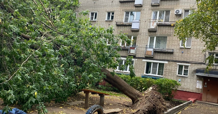 В Ярославле ветер повалил деревья на парковку, детскую площадку и балконы жилых домов_221075