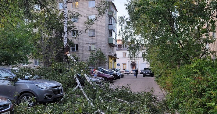 В Ярославле ветер повалил десятки деревьев_250958