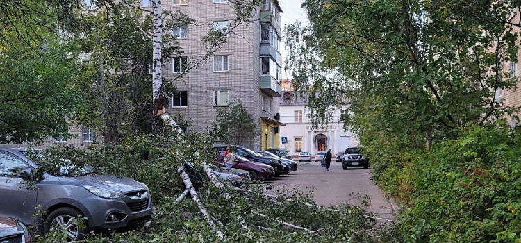В Ярославле ветер повалил десятки деревьев_250958