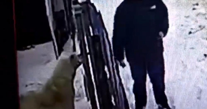 Распылил газовый баллончик: в Ярославской области подросток издевался над псом