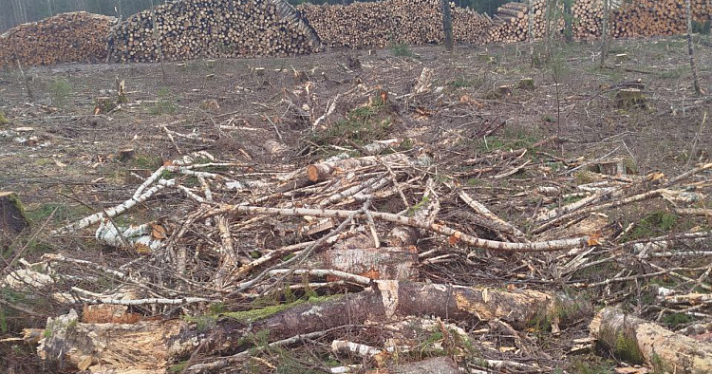 В глубинке Ярославской области лесозаготовитель уничтожил среду обитания животных
