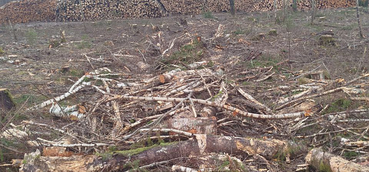 В глубинке Ярославской области лесозаготовитель уничтожил среду обитания животных