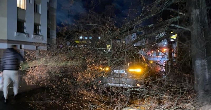 В Ярославле от упавших деревьев и веток пострадали несколько автомобилей, а также молодая женщина с детьми_225550