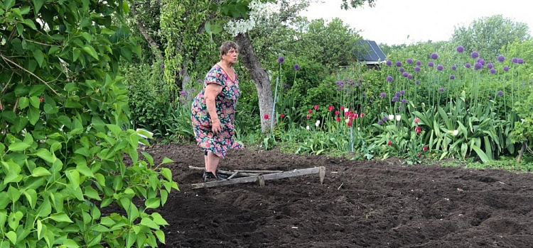 Что сажают в огороде осенью: советы экспертов