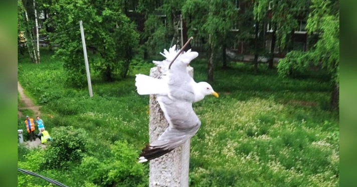 В Ярославле спасли чайку, зацепившуюся крылом за арматуру на столбе электроосвещения