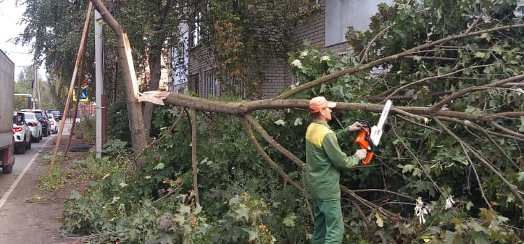 В Ярославле ветер повалил десятки деревьев_250960