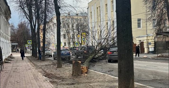 В Ярославле сильный ветер повалил дерево на машины и повредил памятник