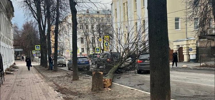 В Ярославле сильный ветер повалил дерево на машины и повредил памятник