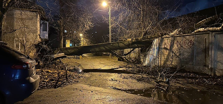 В Ярославле от упавших деревьев и веток пострадали несколько автомобилей, а также молодая женщина с детьми_225552