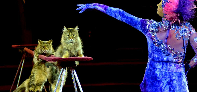 Ярославский цирк представляет новую программу!