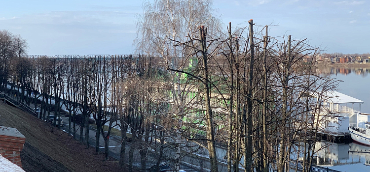 В Ярославле на набережной Волги обрезали деревья_236842