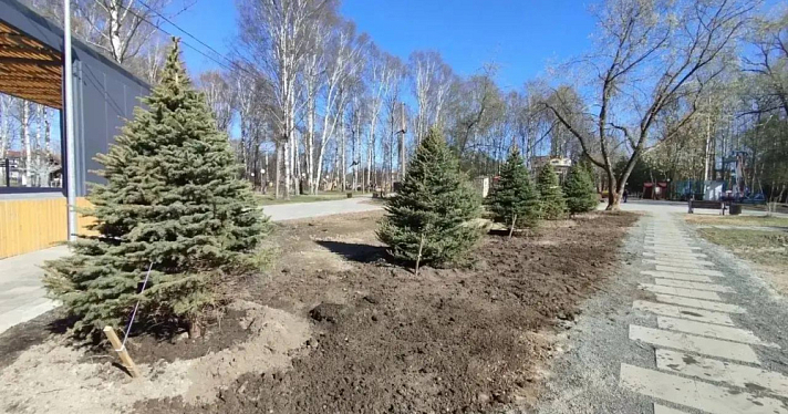 Ярославцам рассказали, куда пропали живые ёлки с улицы Кирова