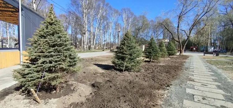Ярославцам рассказали, куда пропали живые ёлки с улицы Кирова