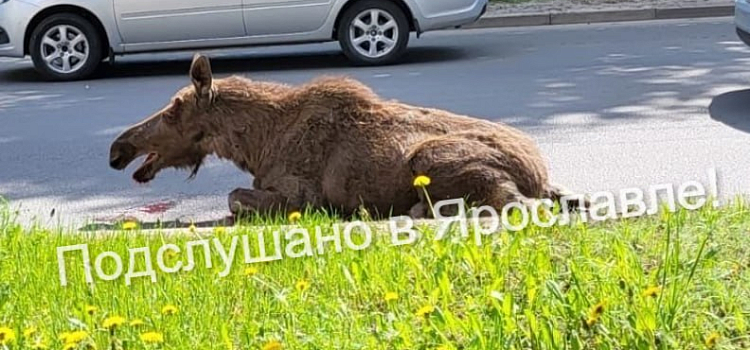 Лобовое вдребезги: в Ярославле легковушка сбила лося_240414