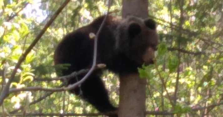 В посёлке Ярославской области нашли медвежонка на дереве