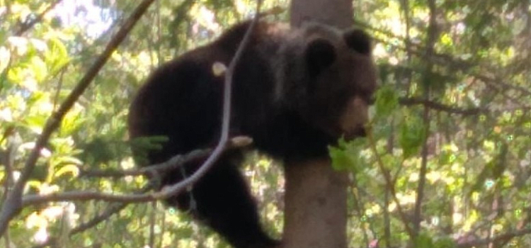 В посёлке Ярославской области нашли медвежонка на дереве