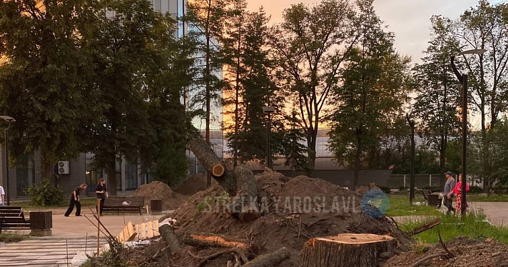 В сквере на площади Труда в Ярославле разобьют новый сад_246406