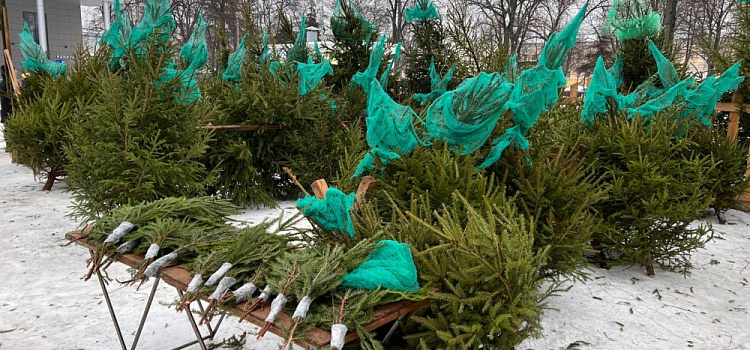 В Ярославле открылись елочные базары